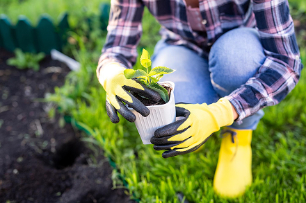 Pflanzarbeiten und Gartenpflege in Halle (Saale)